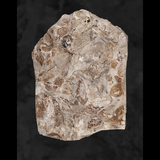 photo de fossile