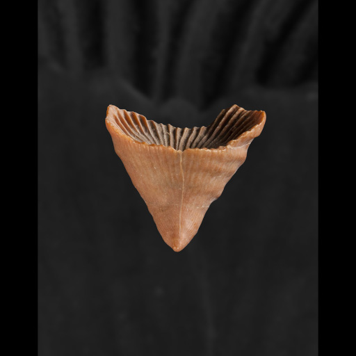 photo de fossile