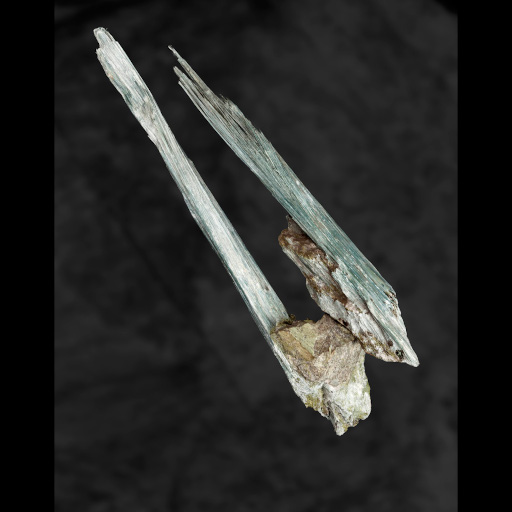 photo de fossile