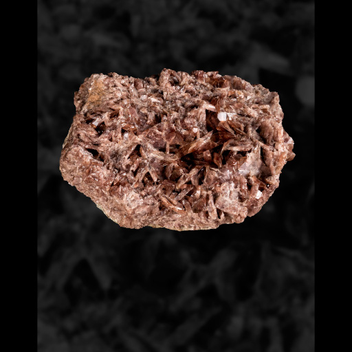 photo de fossile