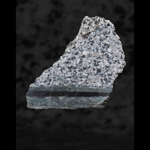 photo de fossile